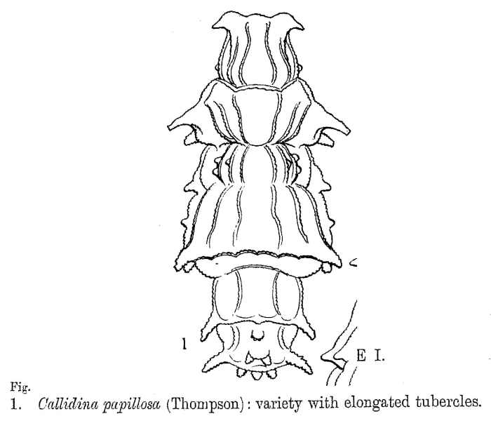 Macrotrachela papillosa Macrotrachela papillosa