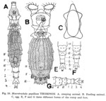 Macrotrachela papillosa