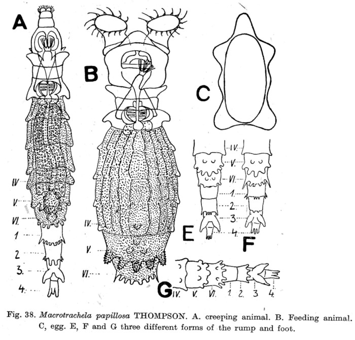 Macrotrachela papillosa Macrotrachela papillosa