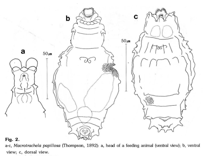 Macrotrachela papillosa Macrotrachela papillosa