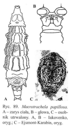 Macrotrachela papillosa
