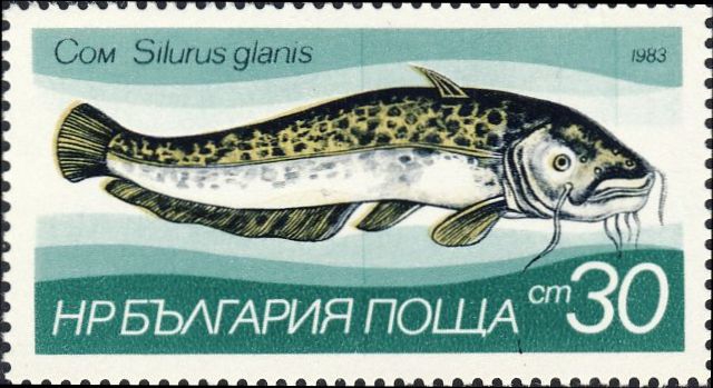 Silurus glanis