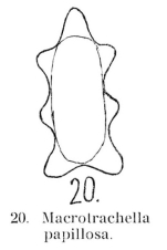 Macrotrachela papillosa
