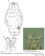 Macrotrachela papillosa