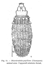 Macrotrachela papillosa