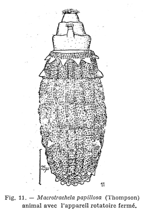 Macrotrachela papillosa Macrotrachela papillosa
