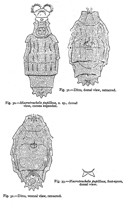 Macrotrachela papillosa - Original description image
