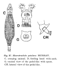 Macrotrachela petulans