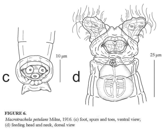 Macrotrachela petulans Macrotrachela petulans