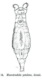 Macrotrachela petulans - Original description image