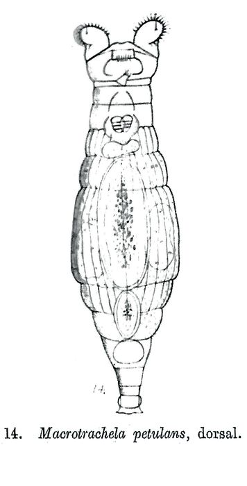 Macrotrachela petulans - Original description image