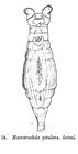 Macrotrachela petulans