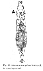 Macrotrachela pilousi