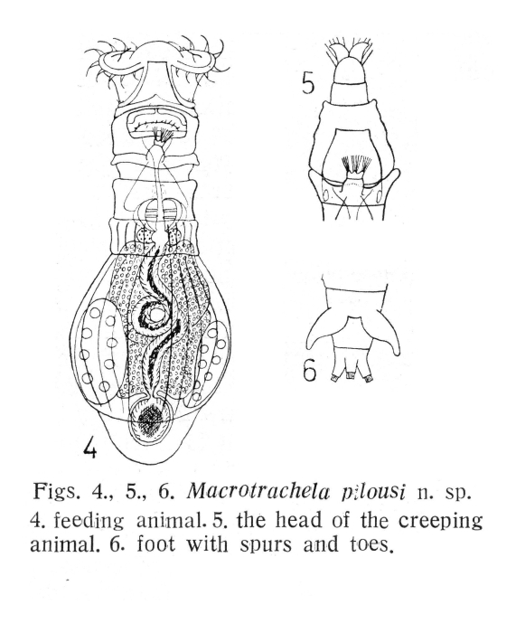 Macrotrachela pilousi - Original description image