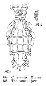 Macrotrachela pinnigera