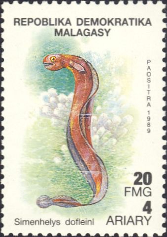 Simenchelys dofleini Simenchelys dofleini