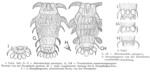 Macrotrachela pinnigera