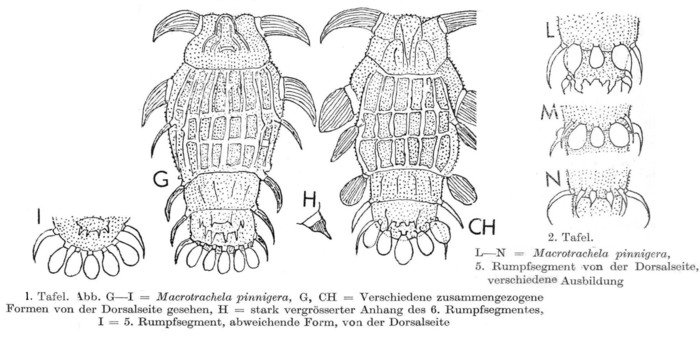 Macrotrachela pinnigera Macrotrachela pinnigera