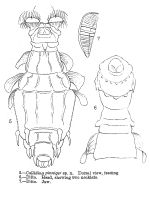 Macrotrachela pinnigera - Original description image