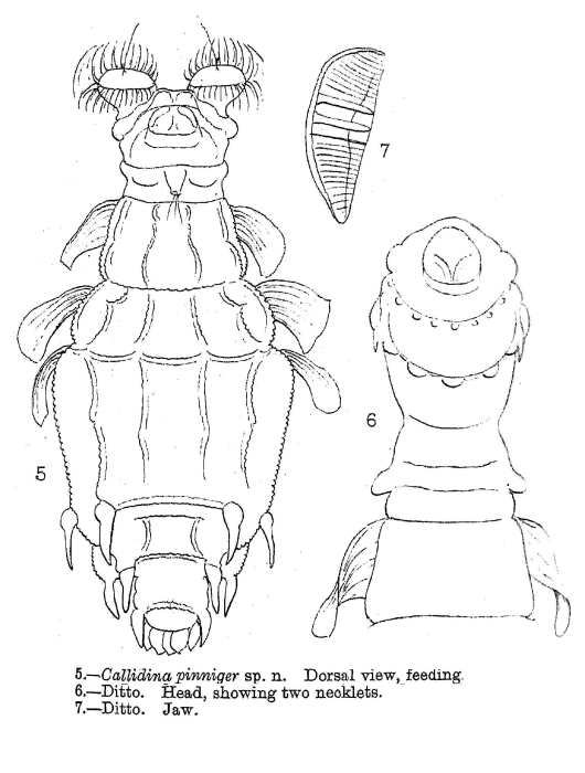 Macrotrachela pinnigera - Original description image