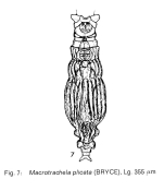 Macrotrachela plicata