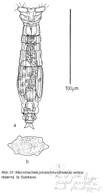 Macrotrachela plicata