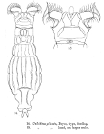 Macrotrachela plicata