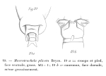 Macrotrachela plicata