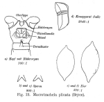 Macrotrachela plicata