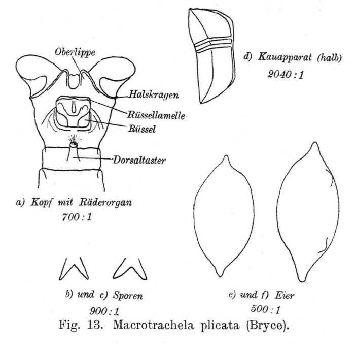 Macrotrachela plicata Macrotrachela plicata