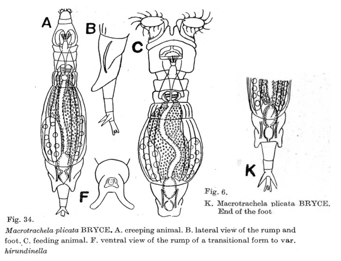 Macrotrachela plicata Macrotrachela plicata