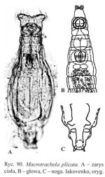 Macrotrachela plicata