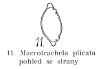 Macrotrachela plicata