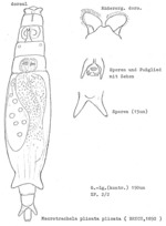 Macrotrachela plicata