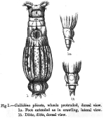 Macrotrachela plicata - Original description image