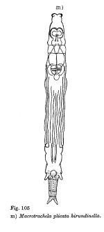Macrotrachela plicata hirundinella