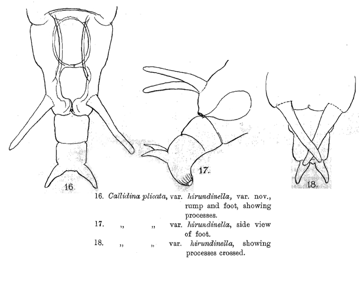 Macrotrachela plicata hirundinella - Original description image