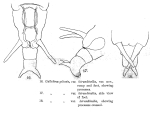 Macrotrachela plicata hirundinella