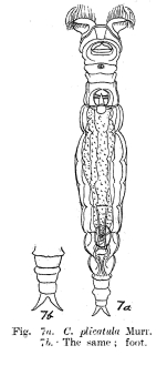Macrotrachela plicatula