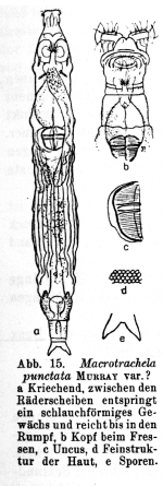 Macrotrachela punctata