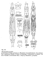 Macrotrachela punctata