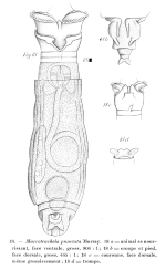 Macrotrachela punctata
