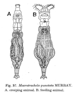 Macrotrachela punctata