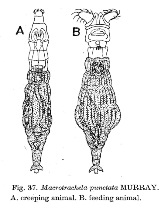 Macrotrachela punctata Macrotrachela punctata