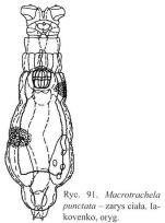 Macrotrachela punctata