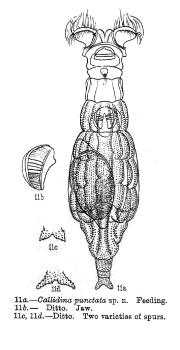 Macrotrachela punctata - Original description image