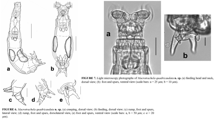 Macrotrachela quadricaudata Macrotrachela quadricaudata