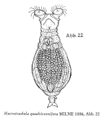 Macrotrachela quadricornifera
