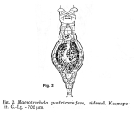 Macrotrachela quadricornifera