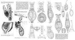Macrotrachela quadricornifera